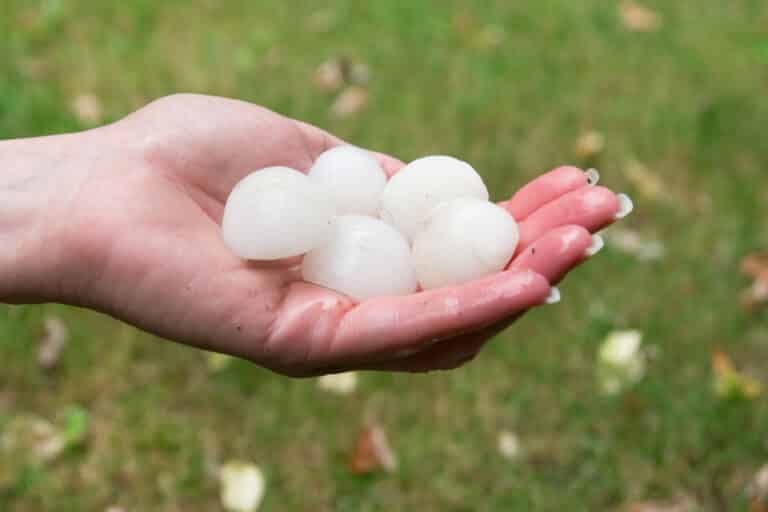 Hand holding five hail stones above grass