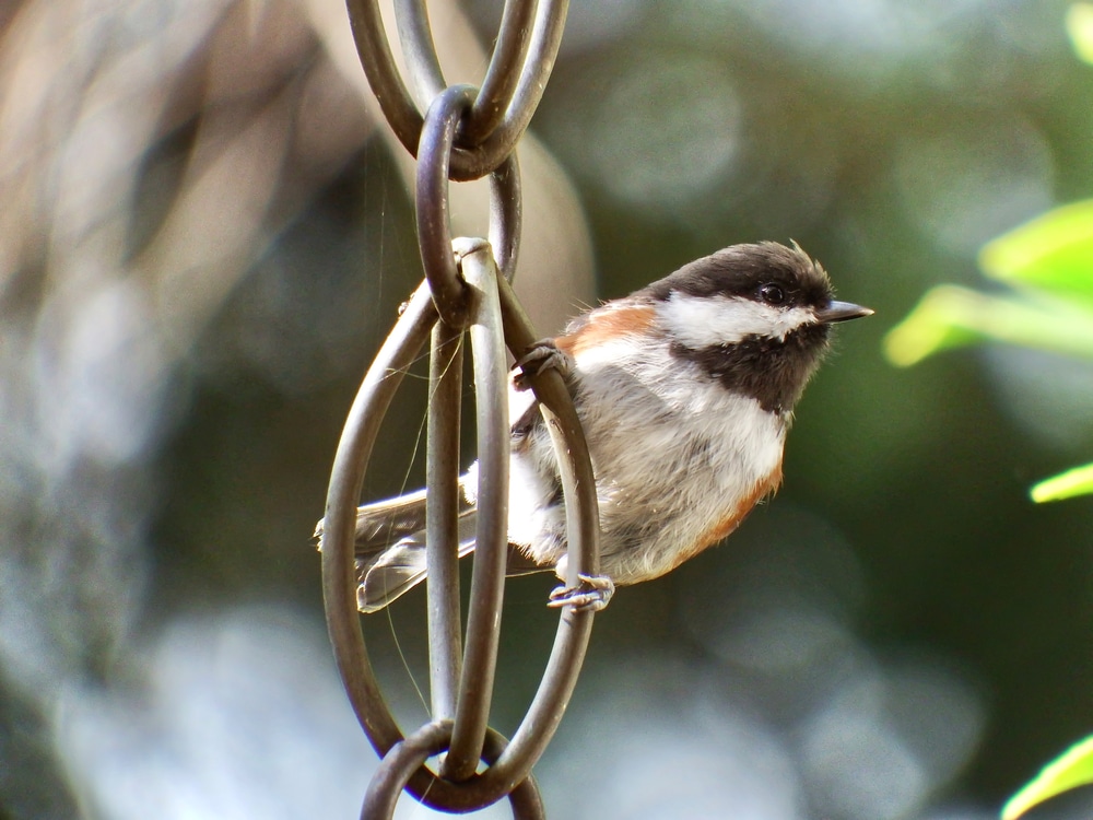 Chickadee bird sitting on rain chain