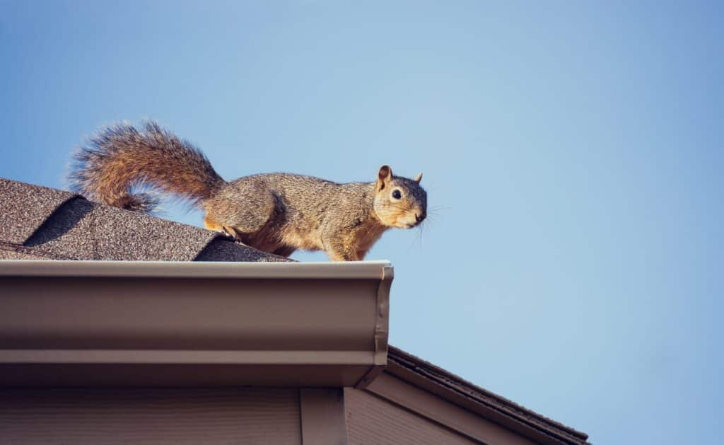 Squirrel crawling on the edge of a roof